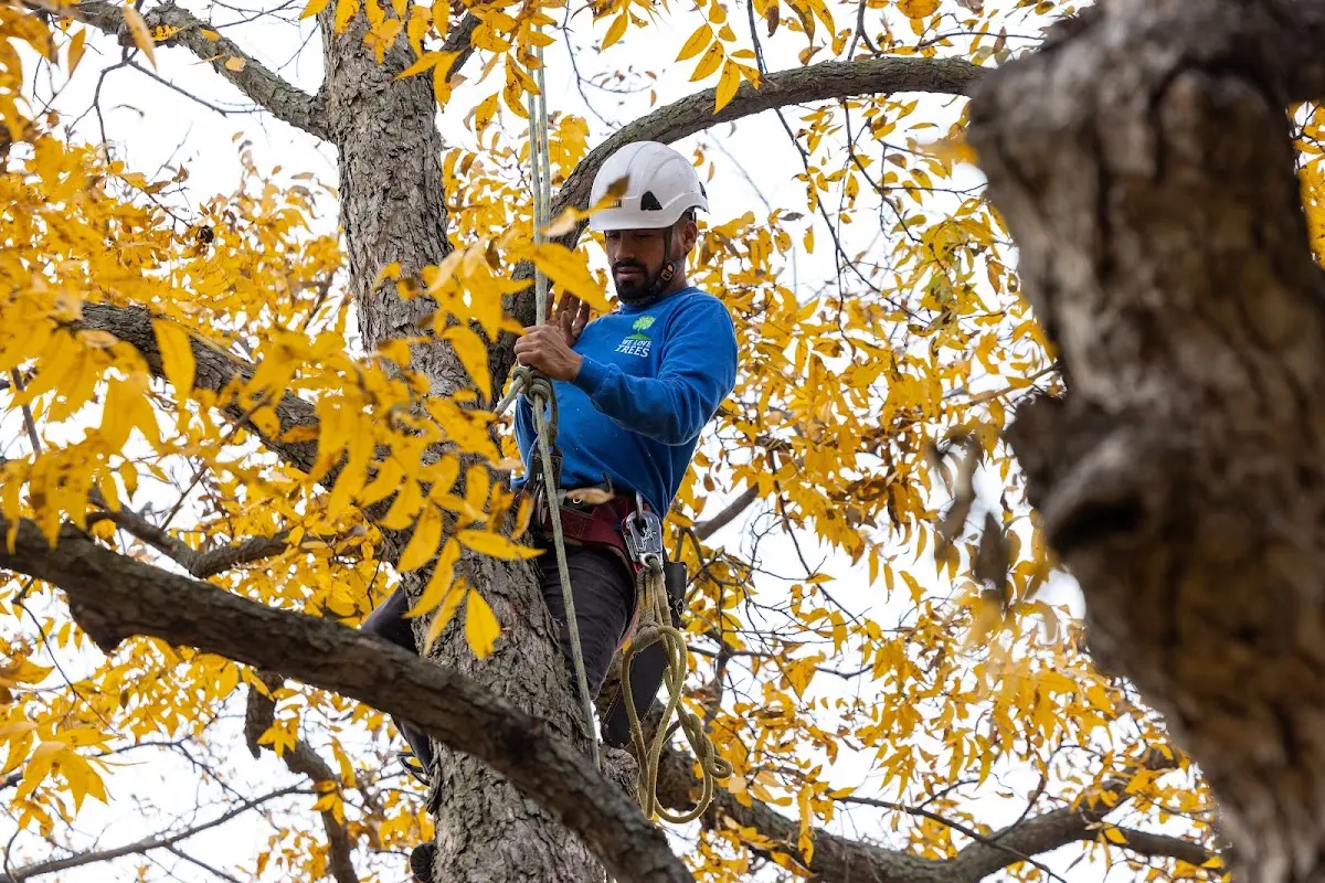 Skilled Tree Pruning crew working in Keota
